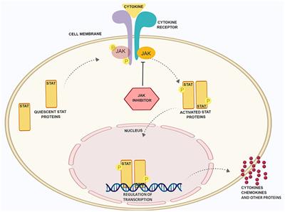 Emerging Topical and Systemic <mark class="highlighted">JAK Inhibitors</mark> in Dermatology